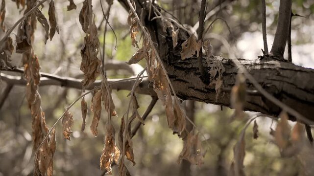 Dry withered leaves hang from a tree branch in arid woods during daylight. Natural sunlight illuminates textured bark and parched foliage with soft selective focus.