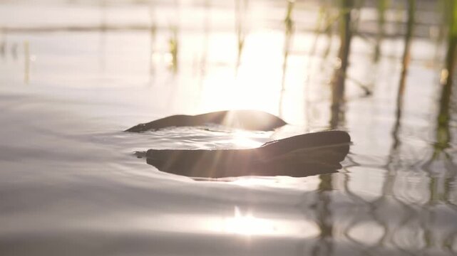 Flip flop floating on lake surface in golden sunlight drifts gently with water ripples. Soft backlighting creates warm reflections beside wetland reeds in selective focus.