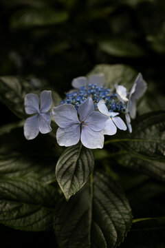 Hydrangea serrata plant showcasing delicate blue lacecap flowers surrounded by vibrant green leaves, thriving in a natural garden setting with dark foliage