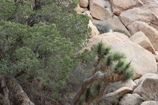 Joshua Tree, Yucca Brevifolia, and Singleleaf Pinyon, Pinus Monophylla, are among the most magnificent native plant denizens in the Little San Bernardino Mountains of the Southern Mojave Desert.