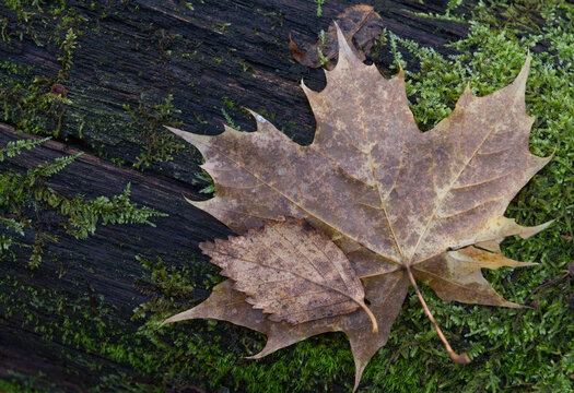 Fallen autumn leaves on mossy tree trunk.