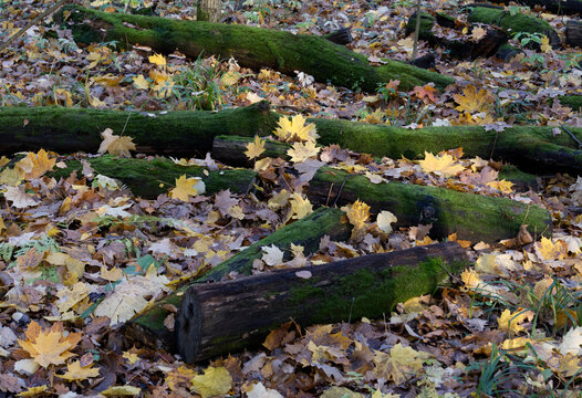 Tree trunk covered with bright green moss in the autumn forest.