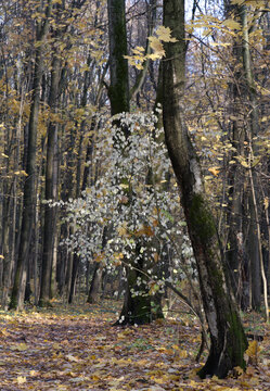 Autumn forest in a warm sunny day.