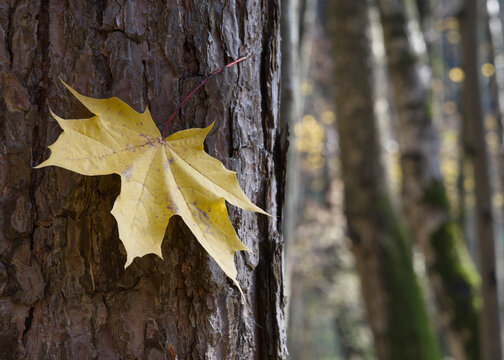 Autumn forest in a warm sunny day.