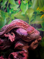 A colorful reticulated python with striking red and brown scales rests coiled on gnarled wood, surrounded by blurred lush green foliage, bathed in warm light © Sodel Vladyslav