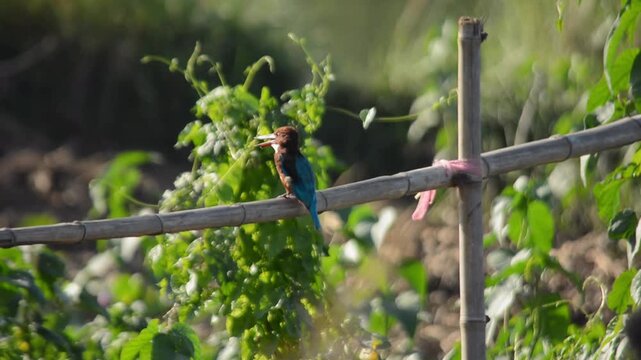 White-Throated Kingfisher Holding Small Prey on Bamboo Fence in Sunlight