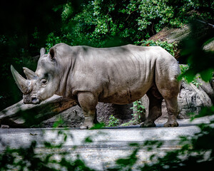Rhino © Noam