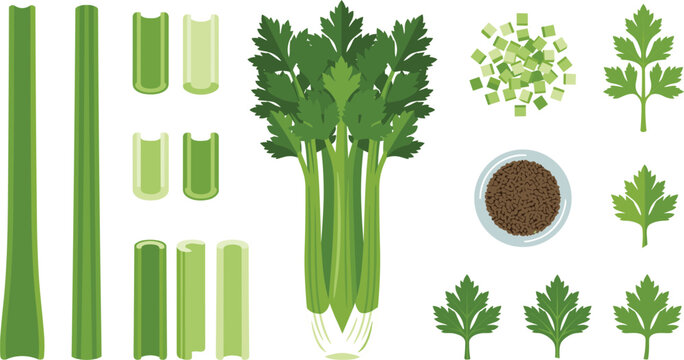 Flat style celery vector collection with chopped stalks and fresh leaves for food design