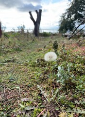 mushroom on the clearing © Светлана Плукчи