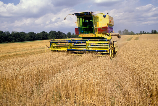 Harvesting wheat near Springfield Illinois IL