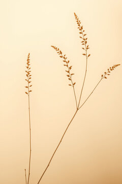 Minimalist abstract background with tropical plant leaves and aesthetic shadows on a warm wall
