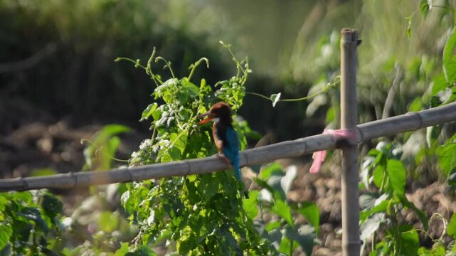 White-Throated Kingfisher Holding Small Prey on Bamboo Fence in Sunlight