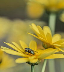 fly on yellow flower © Andrii