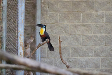 A toucan sits on a branch in a mesh enclosure beside a stone block wall during the day © Garik