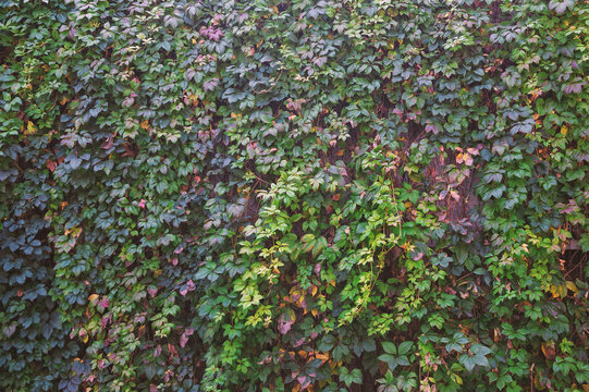 Lush green foliage ivy garden wall background