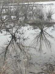 Bare tree branches and their reflections in calm water along the Carrascon trail in San Fernando, Cadiz, Spain, creating a muted natural composition © maru