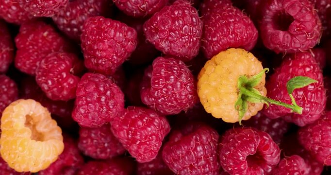 Ripe red and yellow raspberries rotating