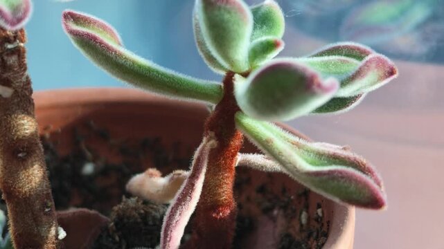 echeveria pulvinata chenille plant succulent close up at morning light video