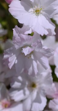 Delicate cherry blossom flowers swaying gently