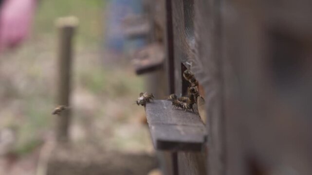 Close up of bees flying beside a wooden hive landing board