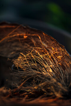 Bourre de coco - fibre de coco (coir)