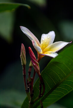 Fleur de frangipanier - Plumeria apr&egrave;s la pluie