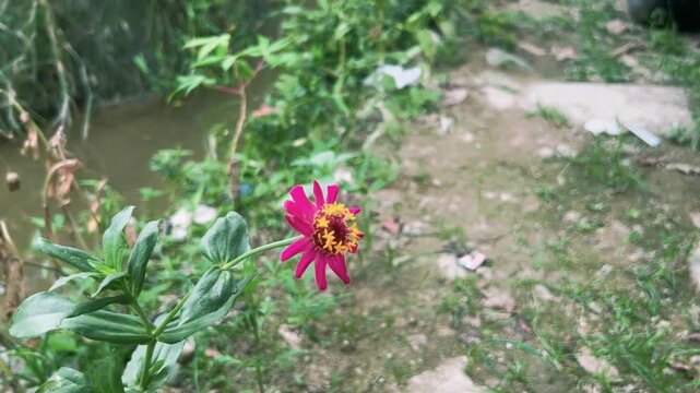 Common bluebottle butterfly feeding on nectar from a pink zinnia flower in a natural garden setting, wildlife video