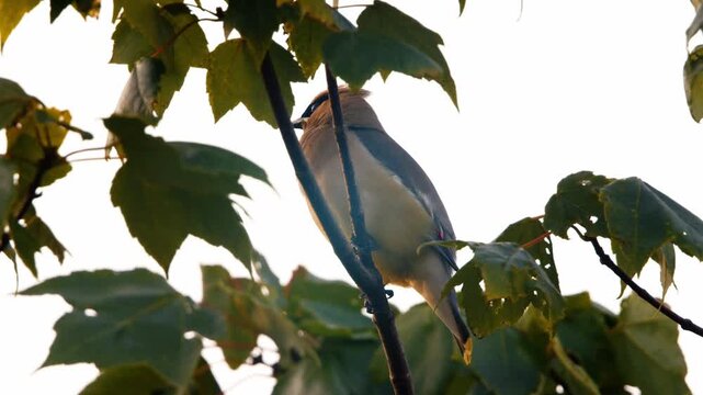 A quiet blue jay perches among sunlit leaves in Nova Scotia, Canada, enjoying the gentle stillness of a calm autumn day