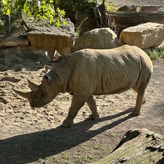 rhinoceros, rhino, wildlife, animal, mammal, safari, Africa, horn, wild, nature, endangered, conservation, herbivore, savanna, zoo, fauna, grey, skin, strong, giant, portrait, habitat, wilderness, bio © Елена Заступ