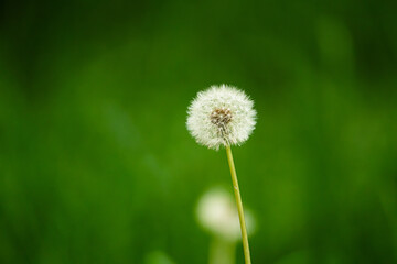Dandelion seed head (Taraxacum officinale) with fluffy seeds over green blurred copy space background © JoseEduardo