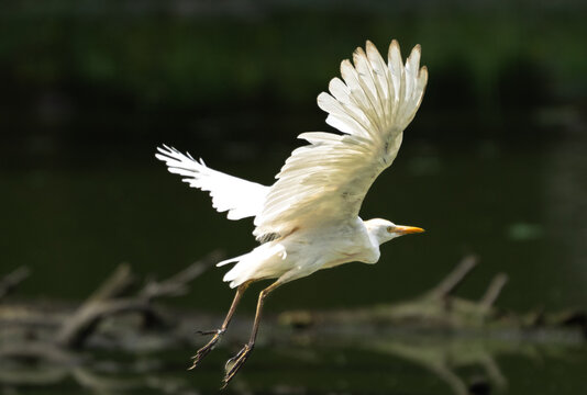 Cattle egret (Bubulcus ibis) in flight with wings spread backlit over a dark background