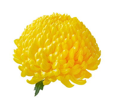 Yellow chrysanthemum flower isolated on white background, vibrant autumn bloom with dense petals for botanical, floral and seasonal design