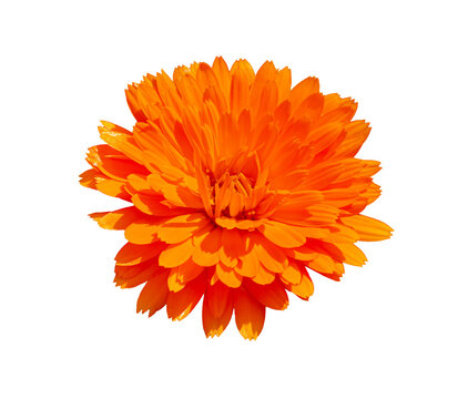 Orange calendula flower isolated on white background, vibrant pot marigold bloom with layered petals for botanical, herbal and floral design