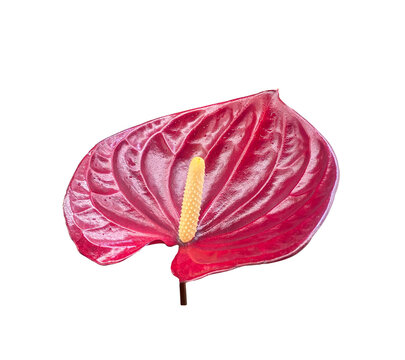 Red anthurium flower isolated on white background, tropical flamingo flower with glossy spathe and yellow spadix for botanical and floral design