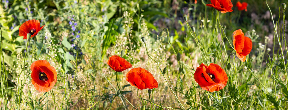 Red poppies bloom among grasses and green plants in a sunlit field during daytime