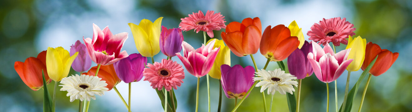 Pink, orange, yellow, and white flowers growing on stems in a garden during daylight