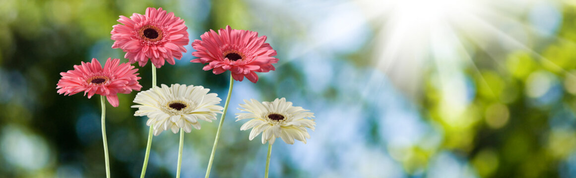 Pink and white gerbera daisies grow among green leaves in daylight