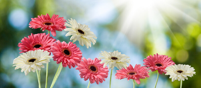 Pink and white gerbera daisies growing outdoors in daylight with green leaves in the background