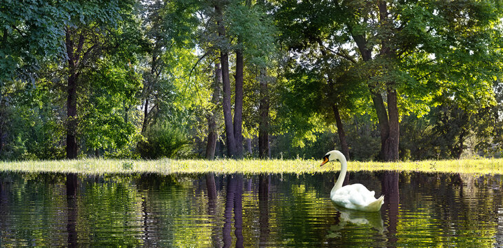 White swan swims across a pond in a tree-lined park during the day