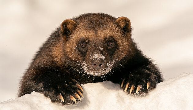 Close up portrait of a wild wolverine showing paws with claws in the snow during winter