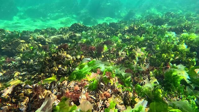 A coastal ecosystem of the Black Sea, where a dense biocenotic community of macroalgae and mollusks has developed on a rocky seabed.