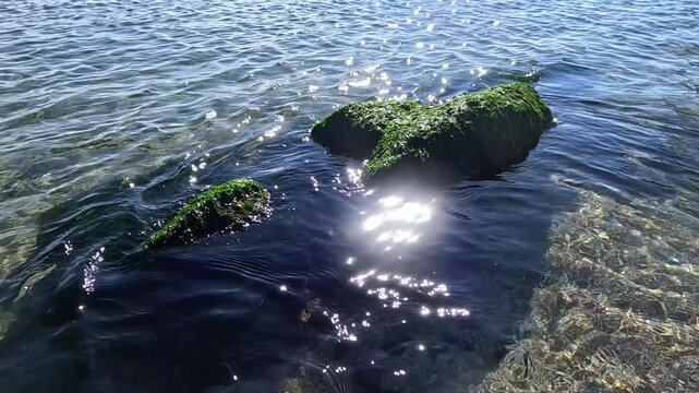 Coastal rocks in the Black Sea littoral zone, densely covered with green macroalgae belonging to the family Ulvaceae, including species of the genera Ulva and Enteromorpha.