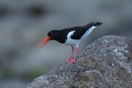 Eurasian oystercatcher, Haematopus ostralegus, also known as the common pied oystercatcher. Shetland, Scotland
