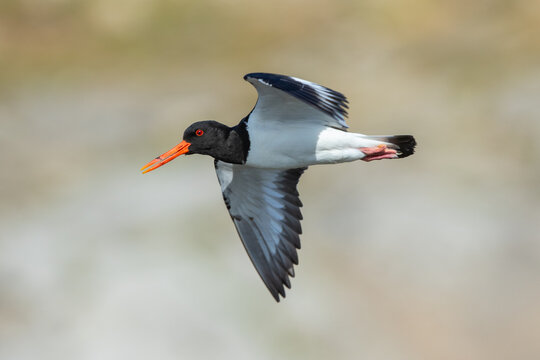 Eurasian oystercatcher, Haematopus ostralegus, also known as the common pied oystercatcher. Shetland, Scotland
