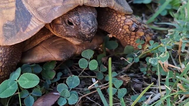Cute tortoise moving slowly through green grass outdoors. Extreme close up	