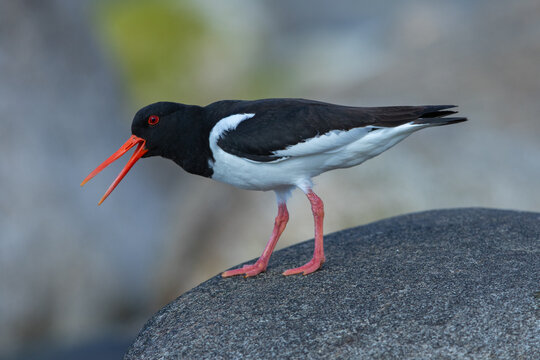 Eurasian oystercatcher, Haematopus ostralegus, also known as the common pied oystercatcher. Shetland, Scotland
