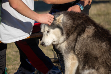 Friendly husky dog being petted by people outdoors on a sunny day © AS