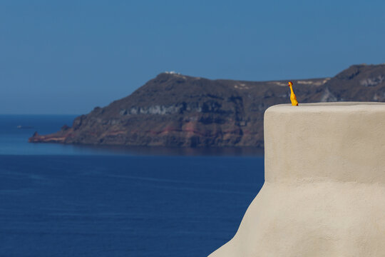 Rubber chicken overlooking the Santorini caldera in Greece. Absurd comedy slapstick humor.