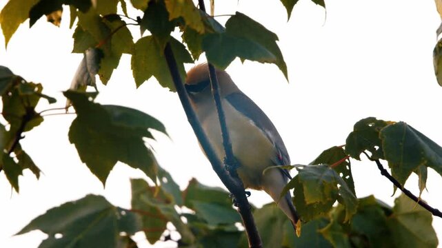 A quiet blue jay rests peacefully among sunlit leaves in a wooded landscape in Nova Scotia, Canada, surrounded by the calm beauty of the forest