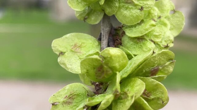 Exeter elm - samaras / fruit / seeds